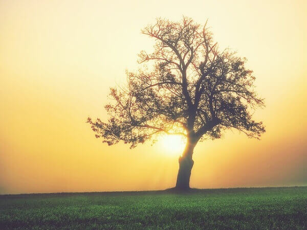 저녁 노을을 배경으로 빈 가지만 남은 나무 모습