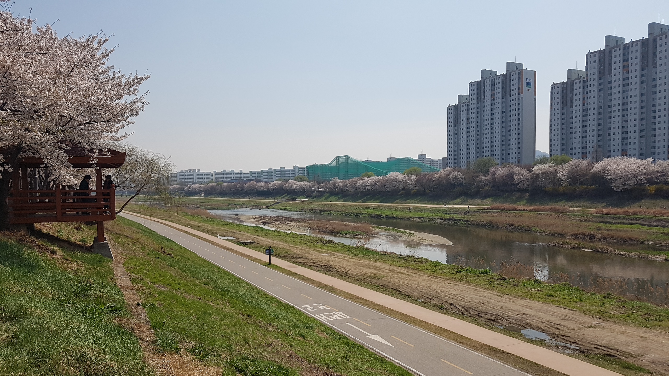 천안벚꽃개화시기