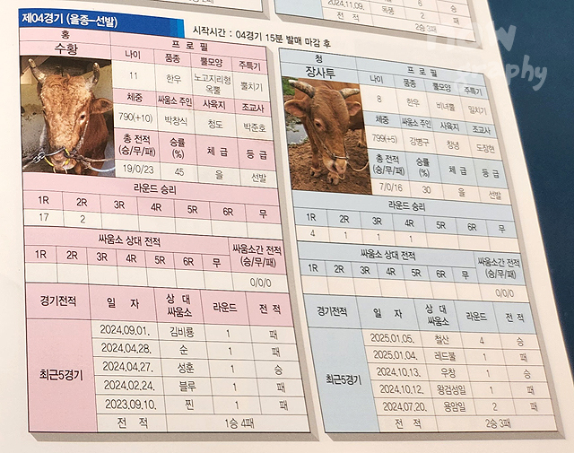 청도-소싸움경기장