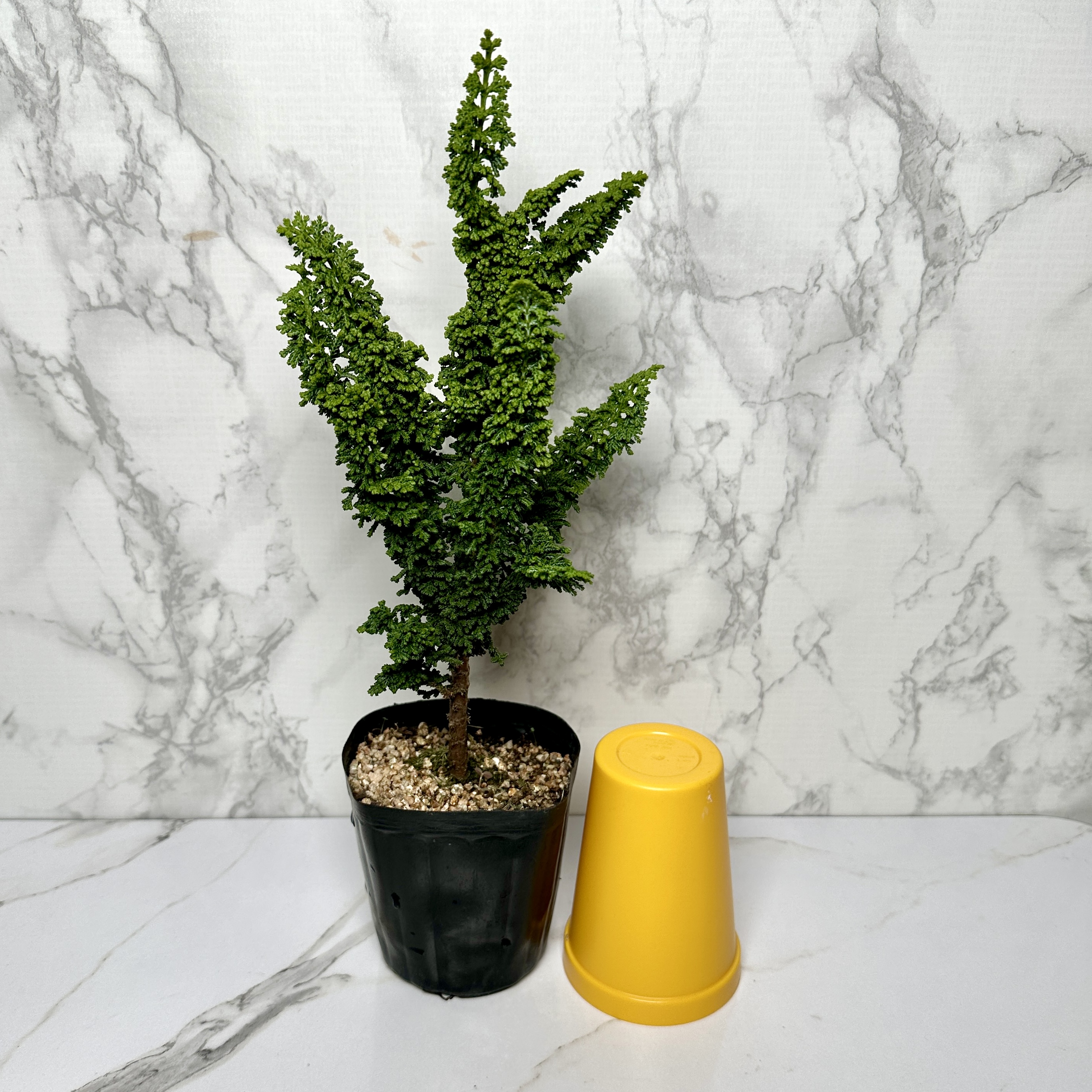 석화회 키우기 나무 분재 삽목