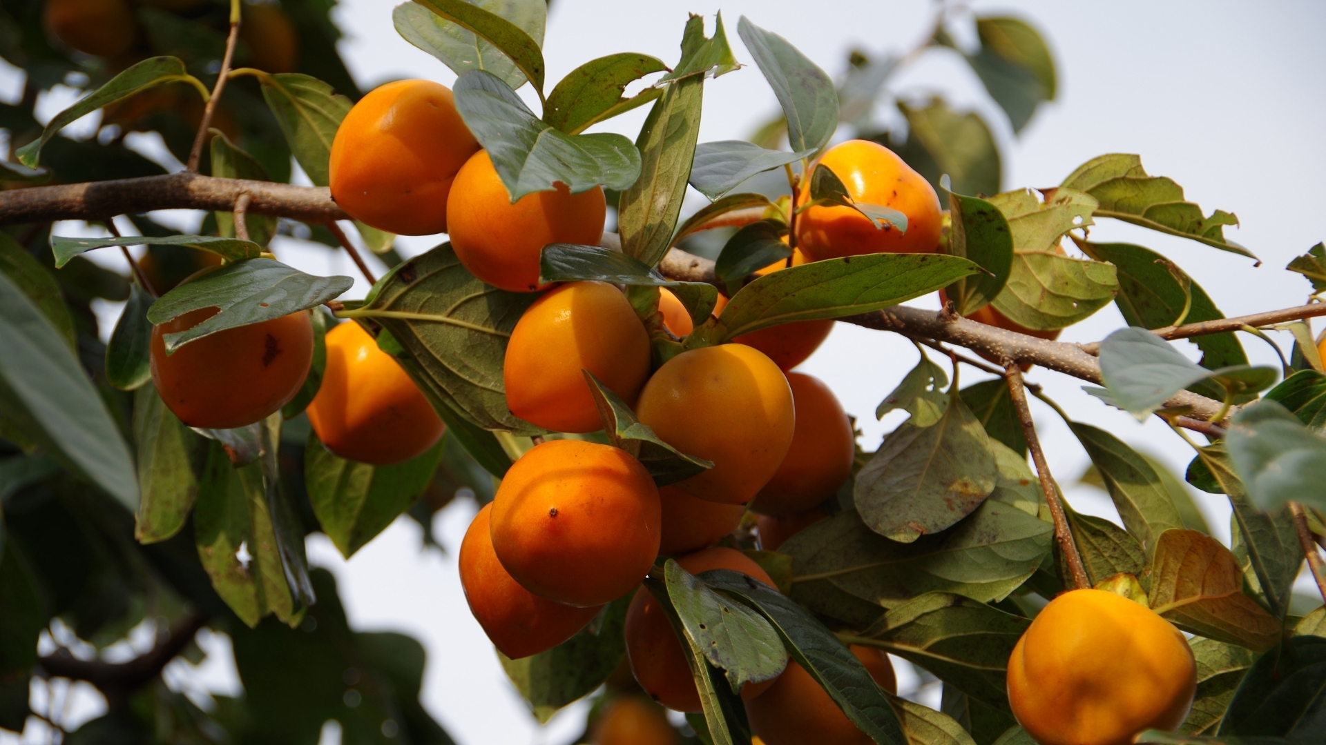 가을의 대표 주황빛 보석, 감