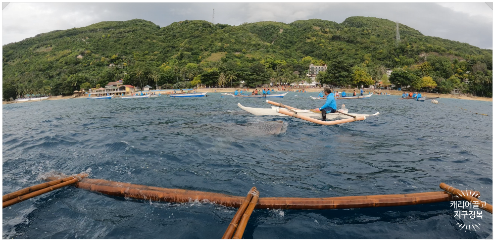 세부 오슬롭 고래상어