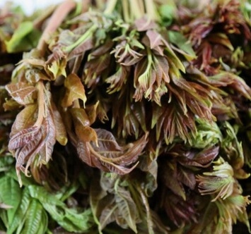 가죽나물고추장장아찌 만드는법