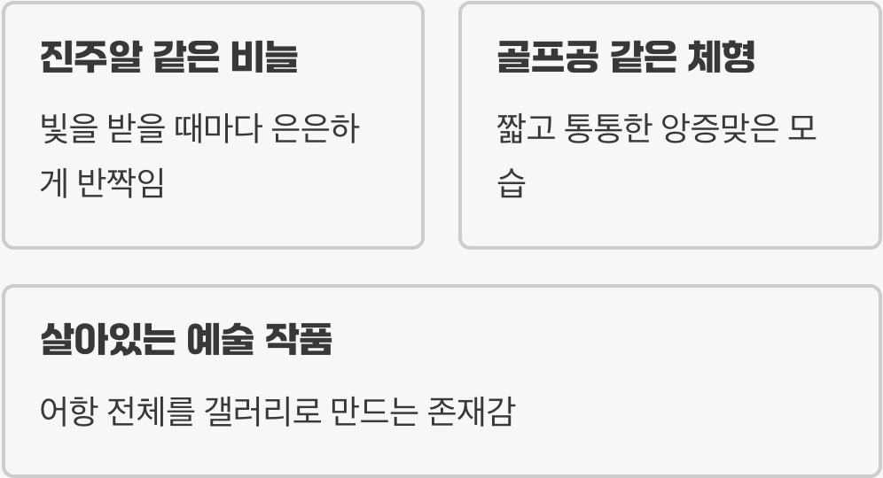 살아있는 진주, 독보적인 외모