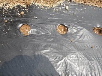 참깨 씨앗 심는 방법