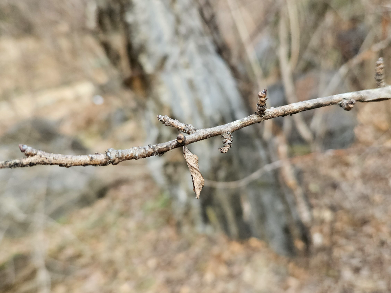 가침박달 겨울눈2