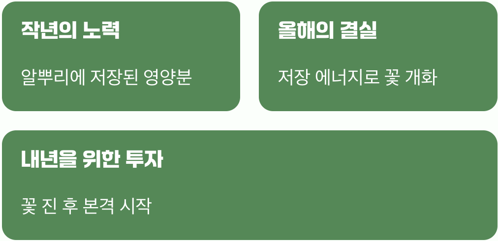 꽃의 비밀&amp;#44; 땅속 알뿌리