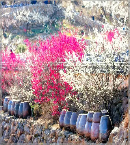 광양 매화축제_23