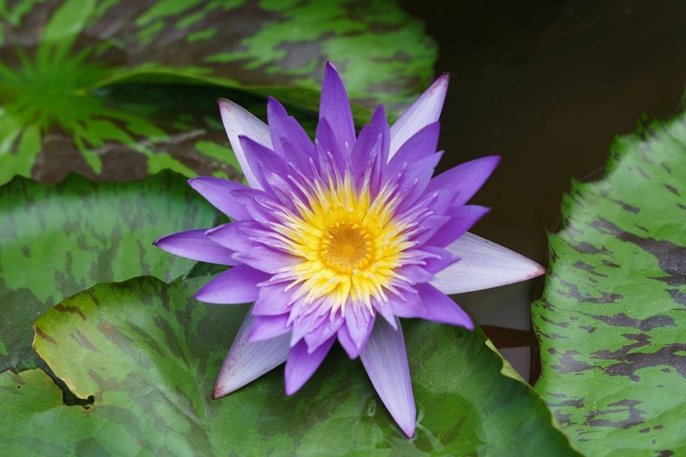 한림공원 부겐빌레아 축제