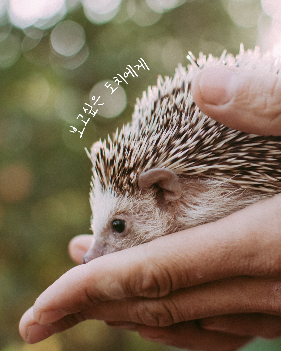 반려동물-장례식-비용