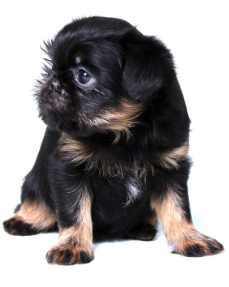 오른쪽을 향하는 벨지안그리펀.