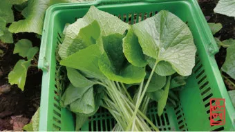 냉이 재배 가을 파종 월동 보온 봄 수확_12