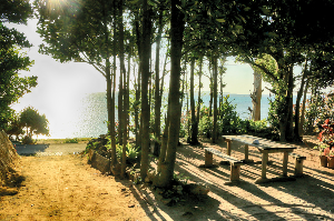 오키나와 여행 추천 비세마을 후쿠기 가로수길