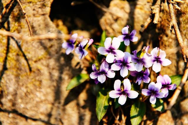돌담꽃과 소확행, 내기와 도박을 이기는 법