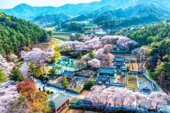 봄꽃 여행지 베스트10 벚꽃 유채 튤립 명소와 걷기 좋은 코스_18