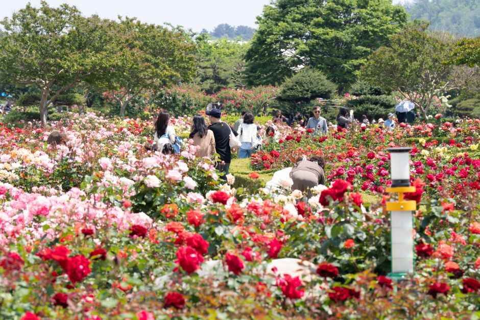 삼척 장미축제 일정 입장료 주차장