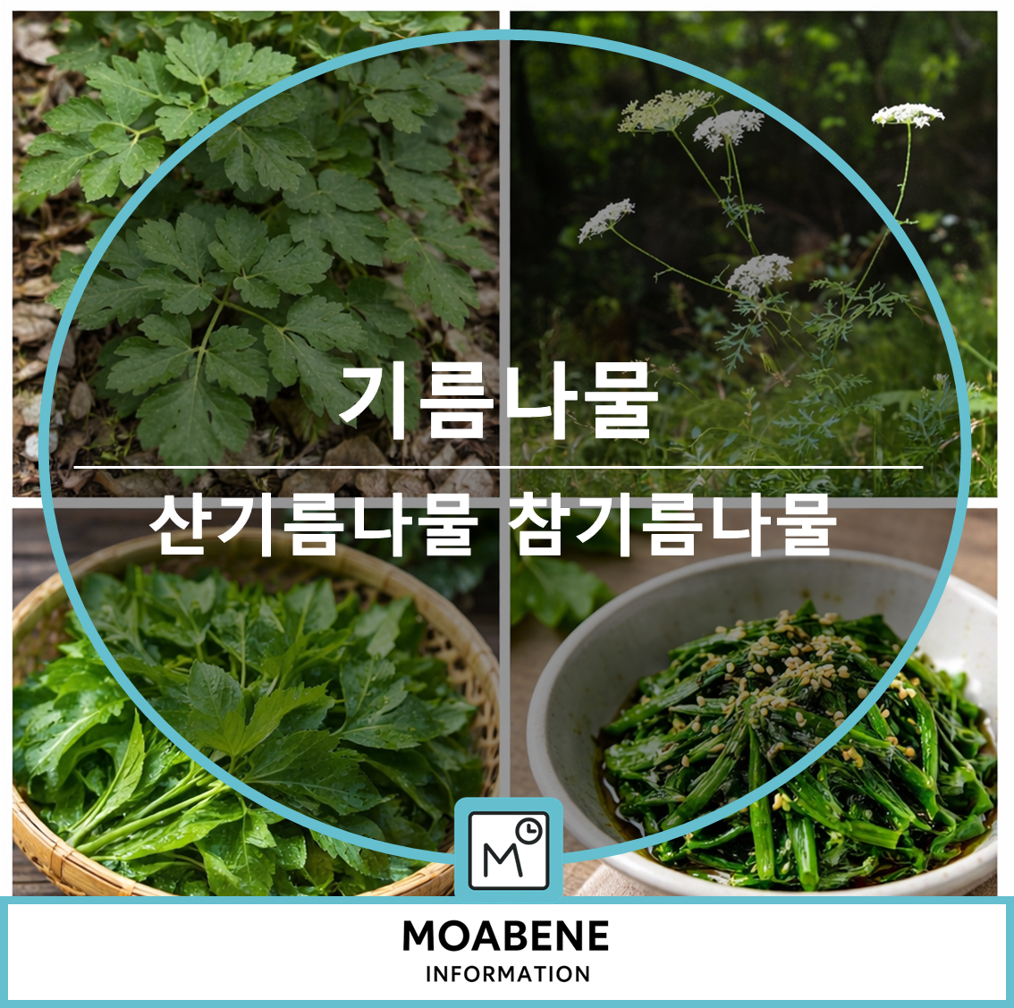 기름나물(산기름나물&middot;참기름나물) 알아두면 좋은 모든 것: 특징부터 먹는 법, 주의점까지