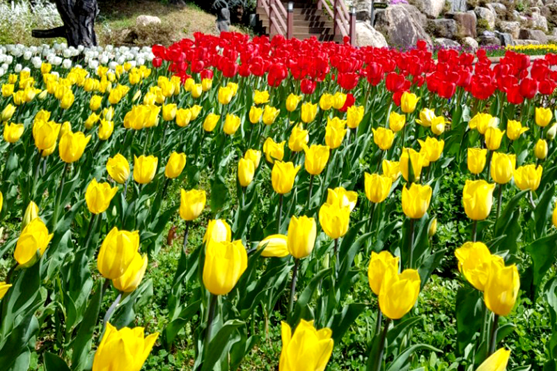 장흥 하늘빛수목정원 튤립축제