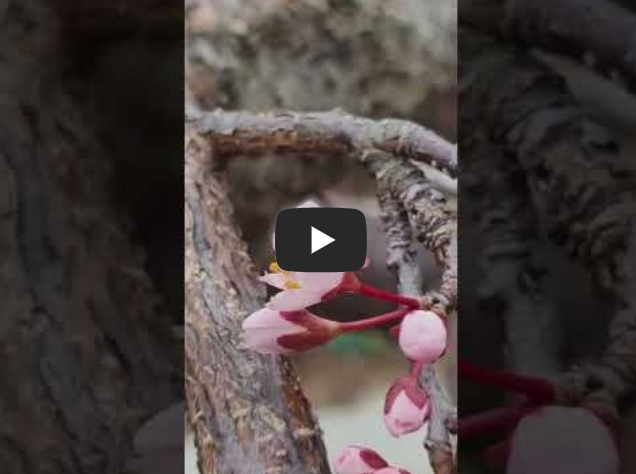 자두꽃 피자두꽃 꽃말 오얏