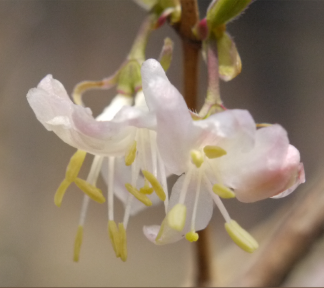 화담숲에서 볼수있는 꽃들
