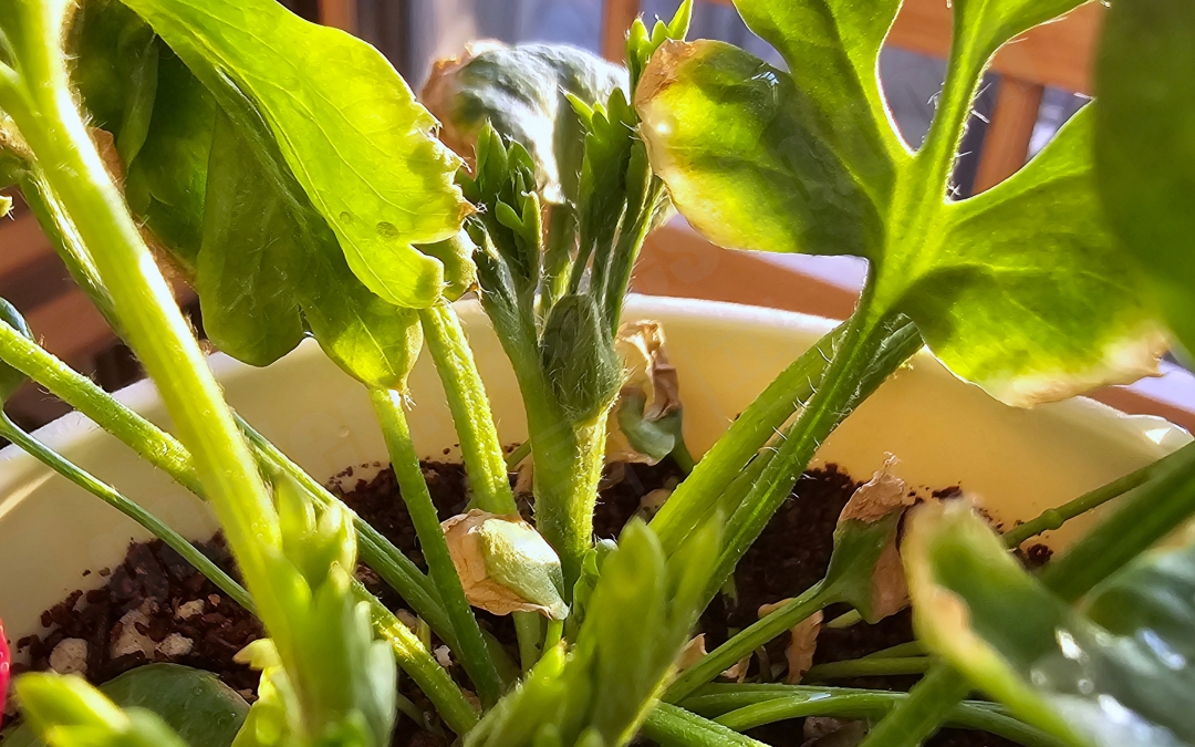 라넌큘러스 꽃대