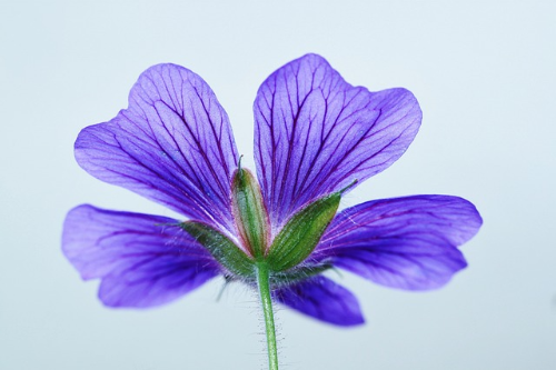제라늄 (Geranium)의 이야기, 꽃의 상징과 꽃말, 종류와 색상, 재배 요령
