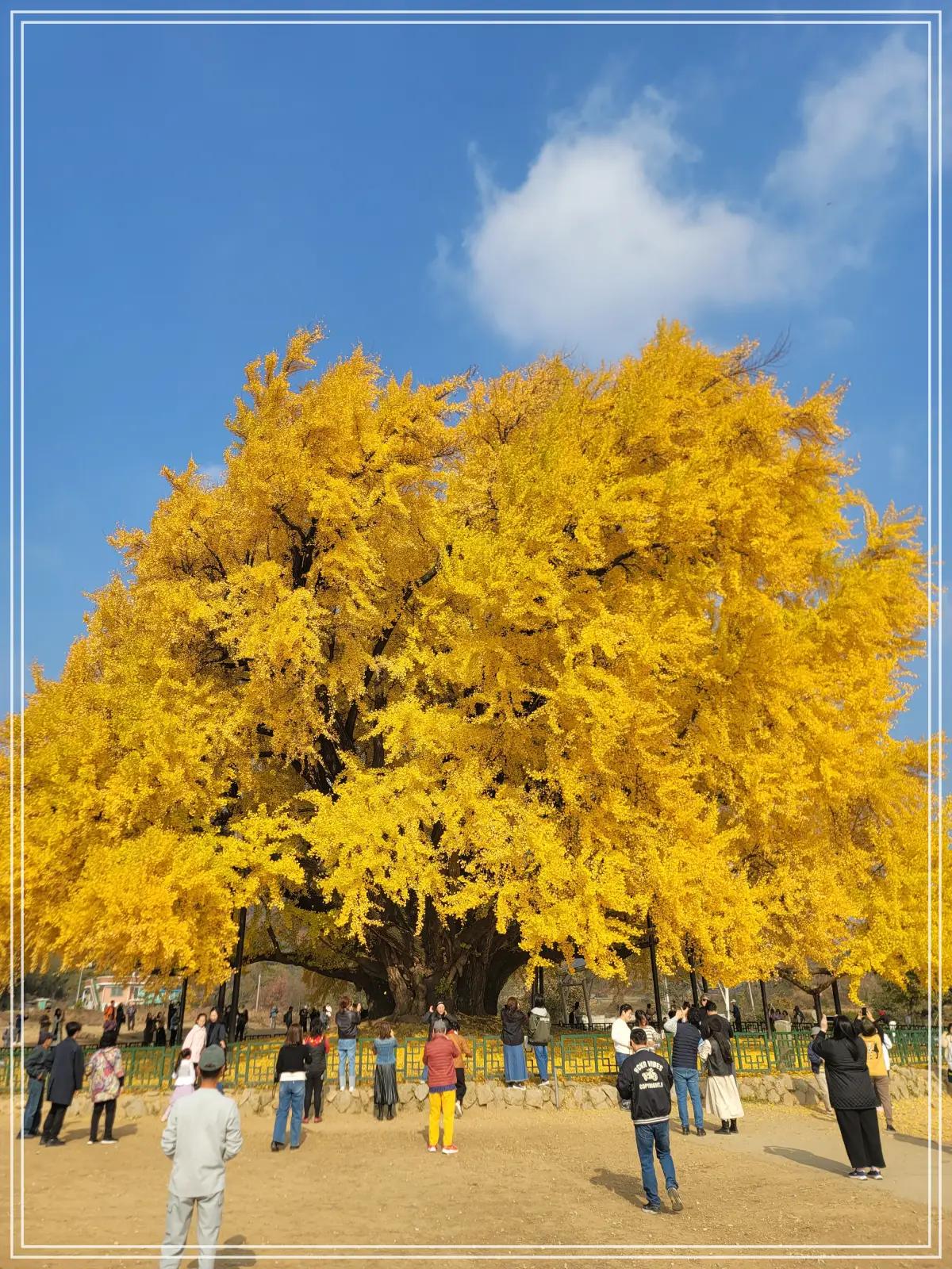 반계리-은행나무-진입로-입구-전경
