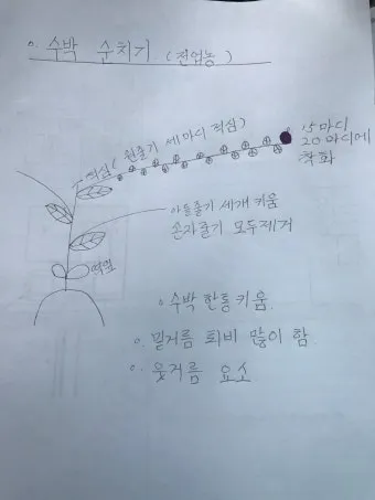 초보 수박 순치기 열매 크게 키우는 방법_19