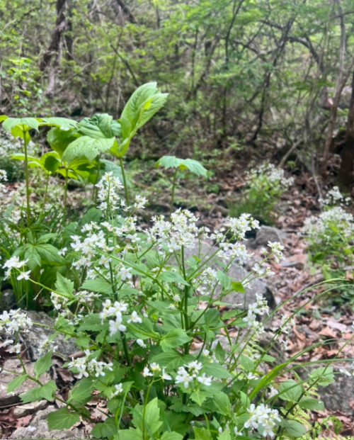 점봉산 곰배령 예약 하기