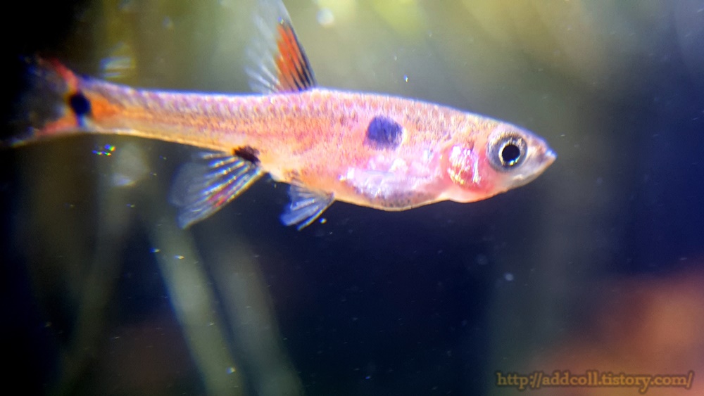 라스보라 머큐레이터 측면에 뚜렷한 검은점