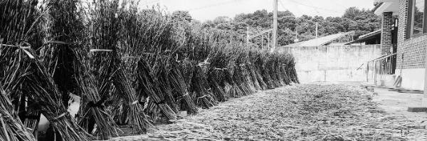 참깨 파종시기: 남부지방