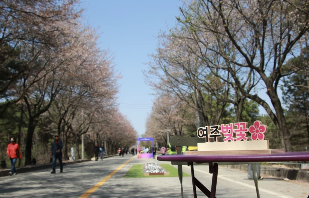 여주벚꽃