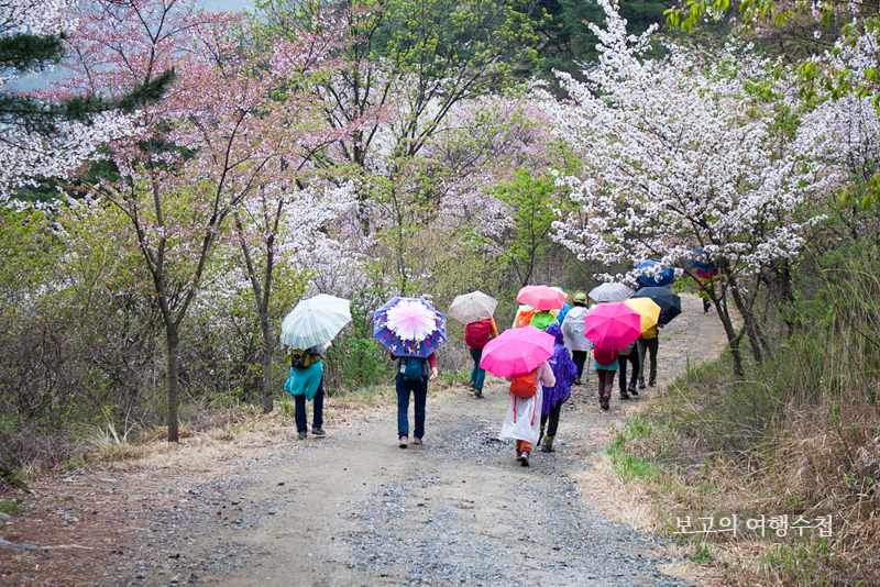 금산 보곡산골 산벚꽃을 걷는 사람들