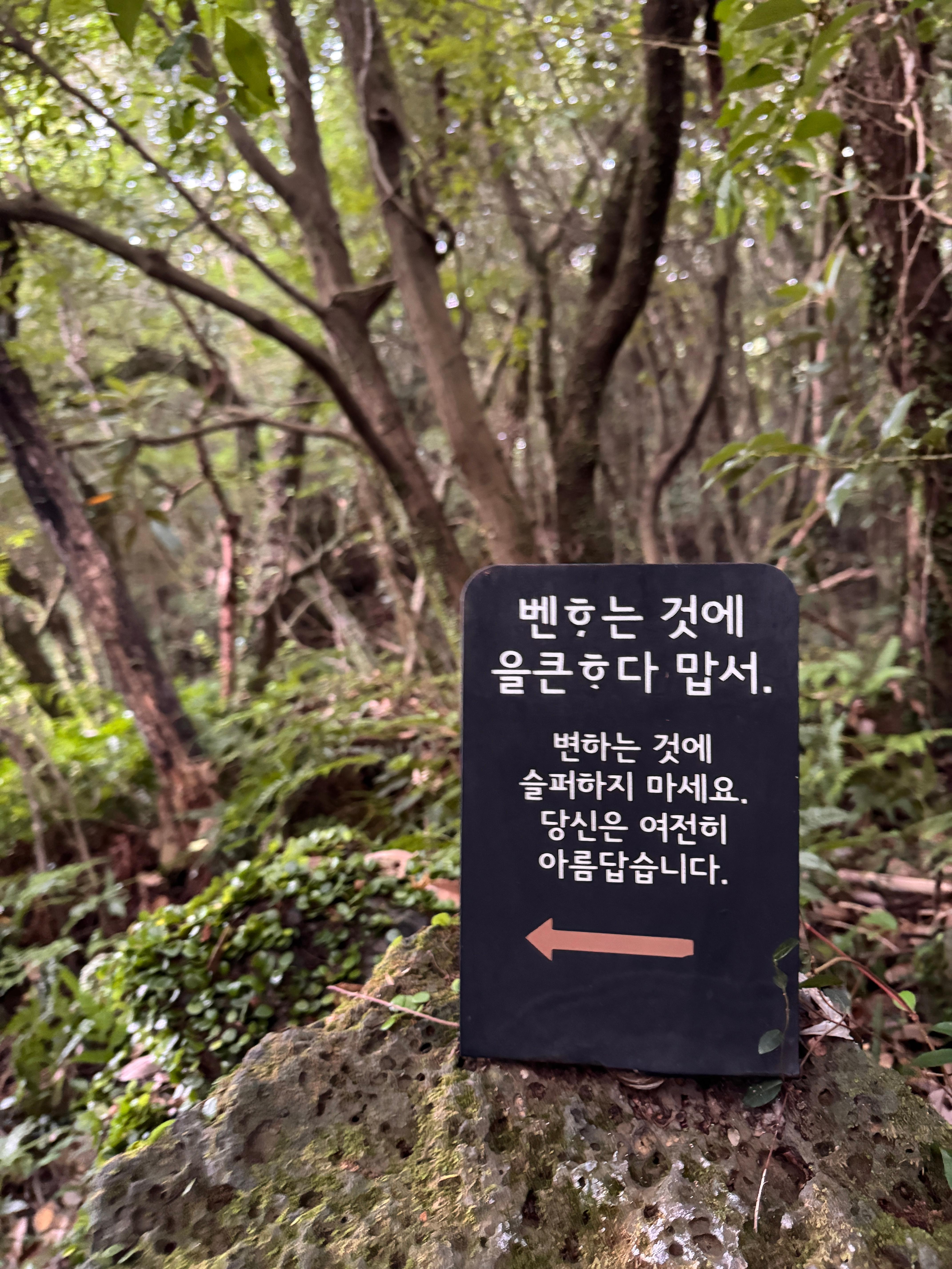 환상숲 곶자왈