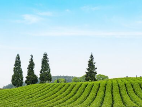 엑스트라버진 올리브유 효능