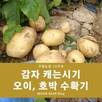 감자 수확시기 심는시기 효능 6월제철음식_3