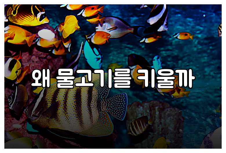 왜 물고기를 키울까