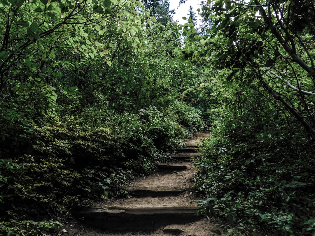 Trail