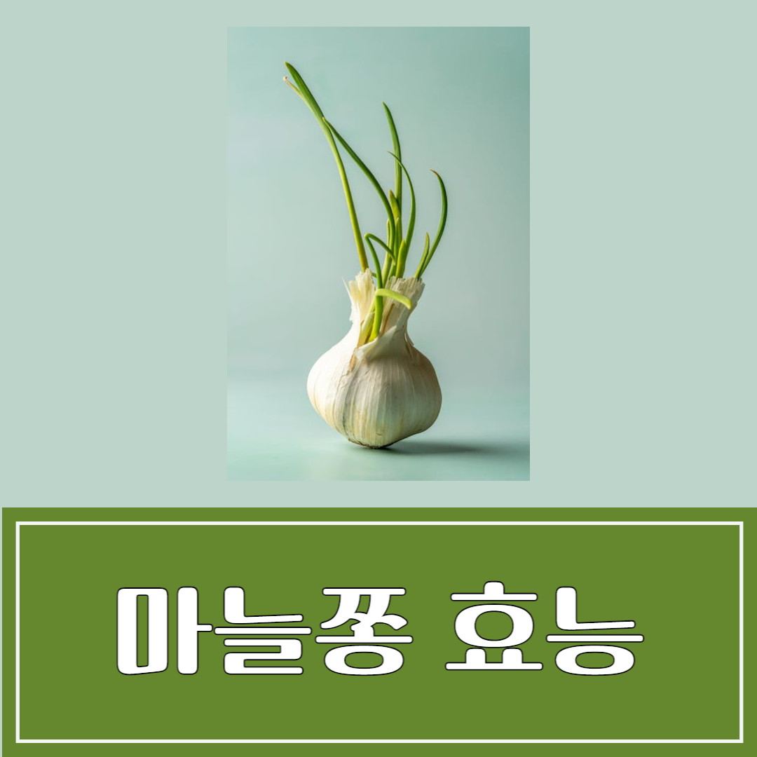 마늘쫑 효능 및 부작용