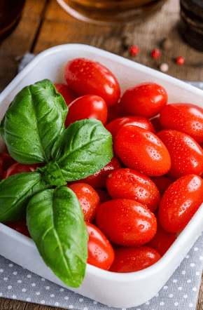 방울토마토 모종 심는 시기