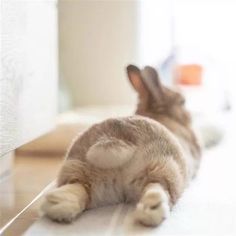 토끼 엉덩이