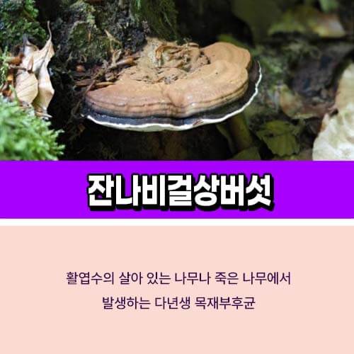 잔나비걸상버섯