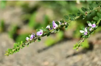 야관문 효능효과 먹는방법, 부작용