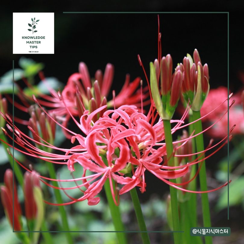 왜 '슬픈 꽃'이라고 불릴까?