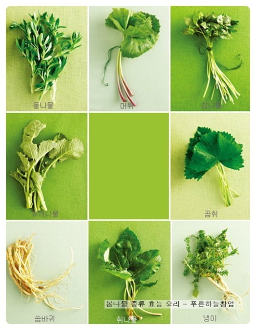 봄나물종류사진