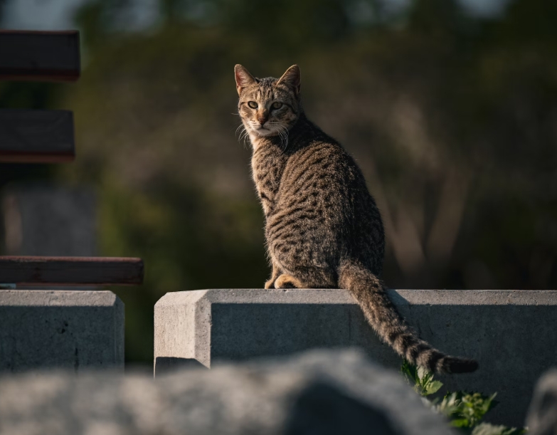 반려동물과 함께 여행하는 방법