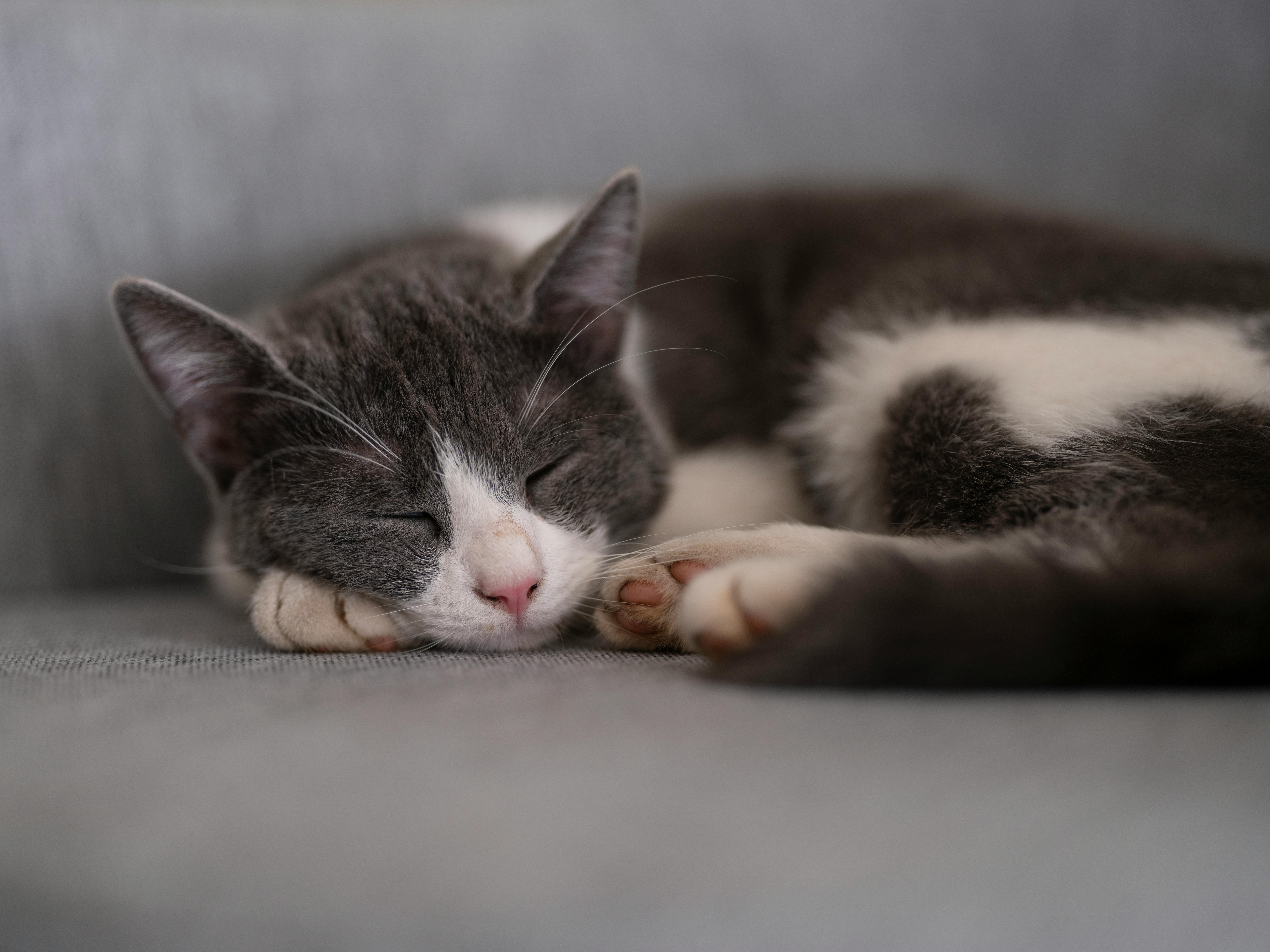 고양이가 갑자기 사라지는을 상징하는 이미지