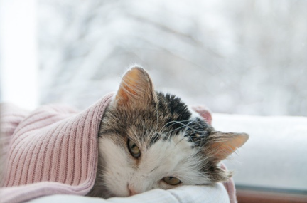 누워있는 고양이.