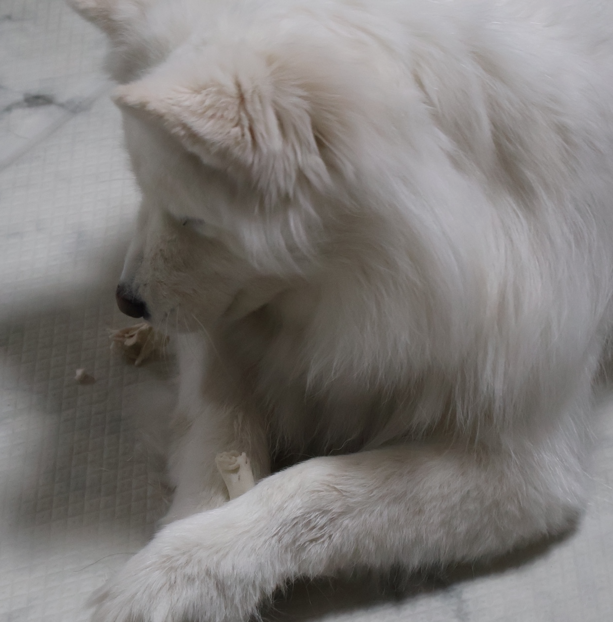 심장사상충약 바르는 방법, 간식 보상