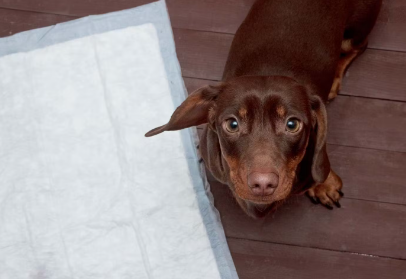 쳐다보는 강아지